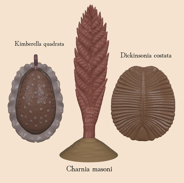 EDIACARAN ANIMALS